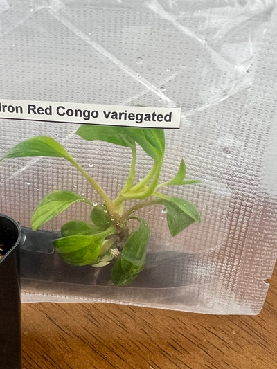 Philodendron Variegated Red Congo Plantlet (1)