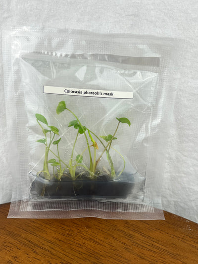 Colocasia Pharaoh's Mask Plantlets (5)