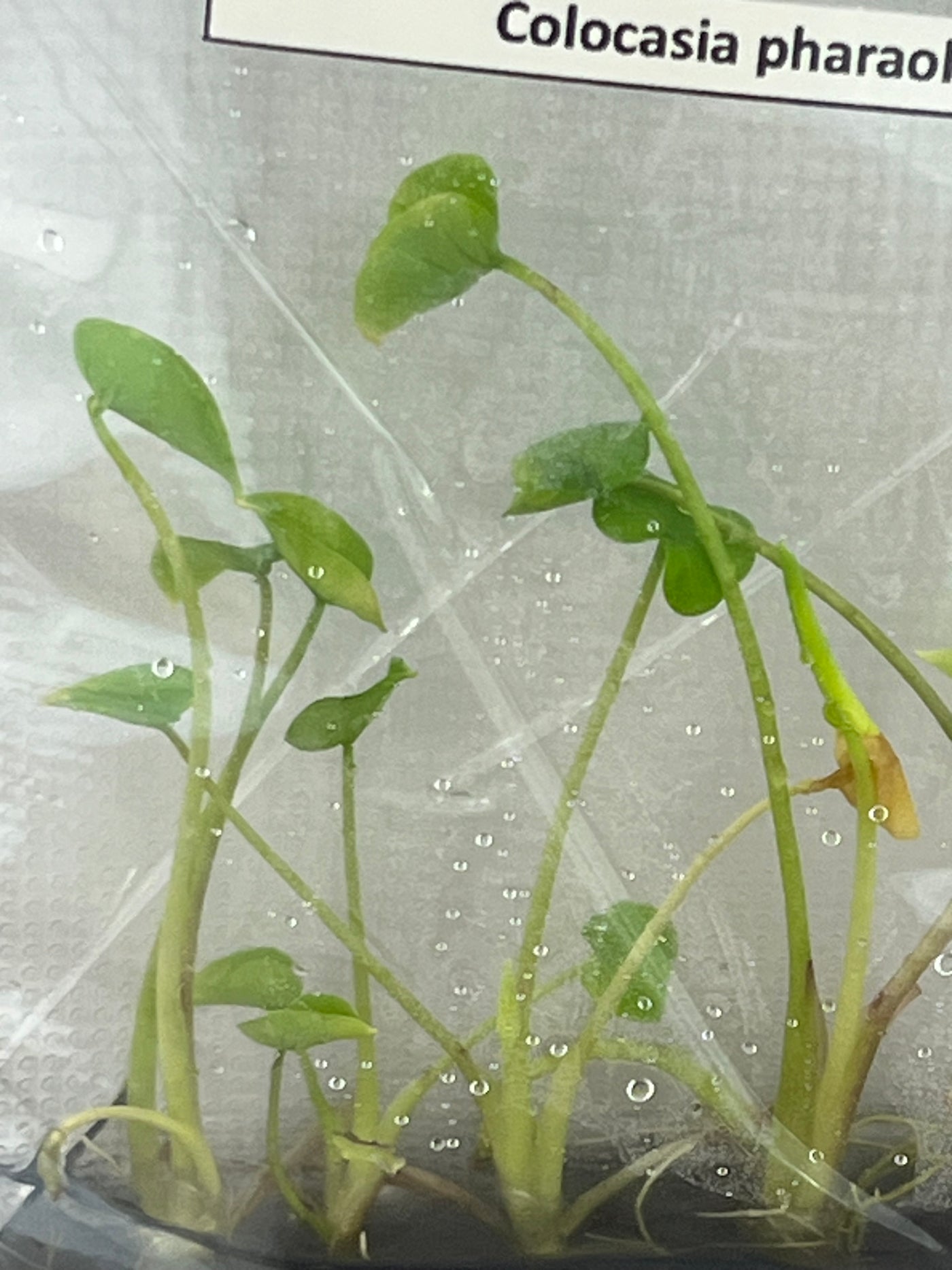 Colocasia Pharaoh's Mask Plantlets (5)