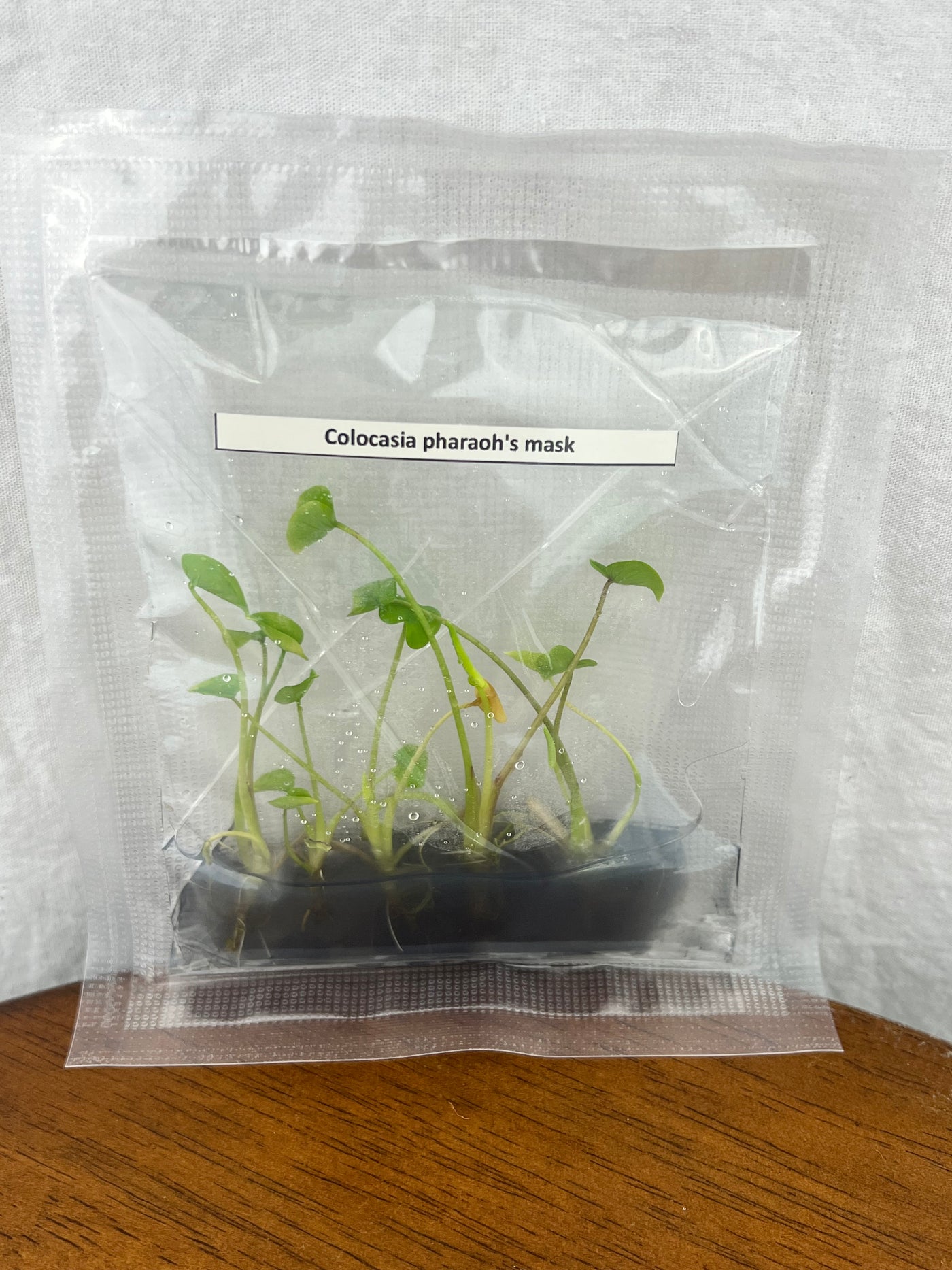 Colocasia Pharaoh's Mask Plantlets (5)