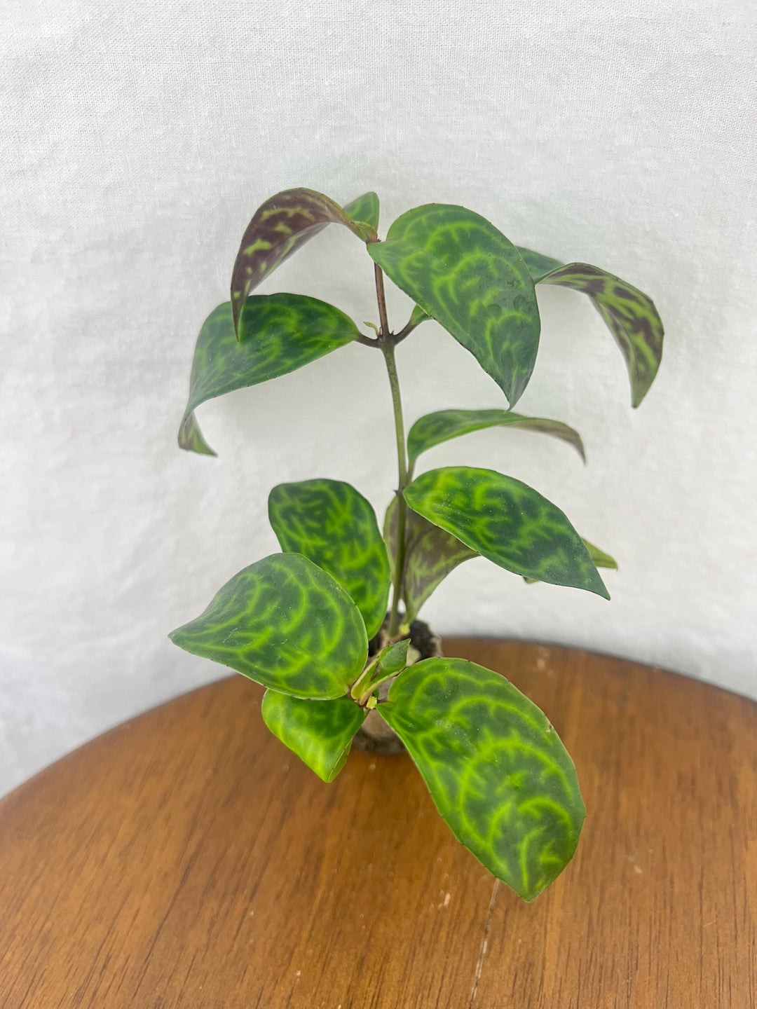 Black Pagoda Lipstick Plant Plug