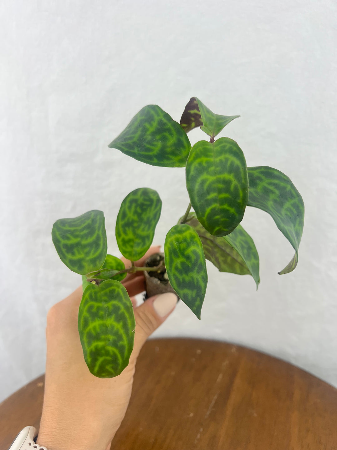 Black Pagoda Lipstick Plant Plug