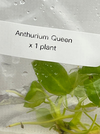 Anthurium Warocqueanum Queen Plantlet (1)