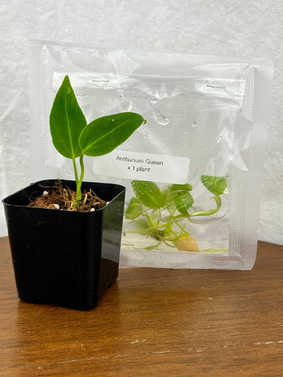 Anthurium Warocqueanum Queen Plantlet (1)