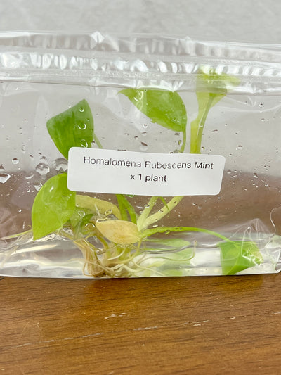 Homalomena Rubescens Mint Plantlet (1)