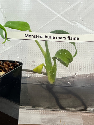 Monstera Burle Marx Flame Plantlets (1)
