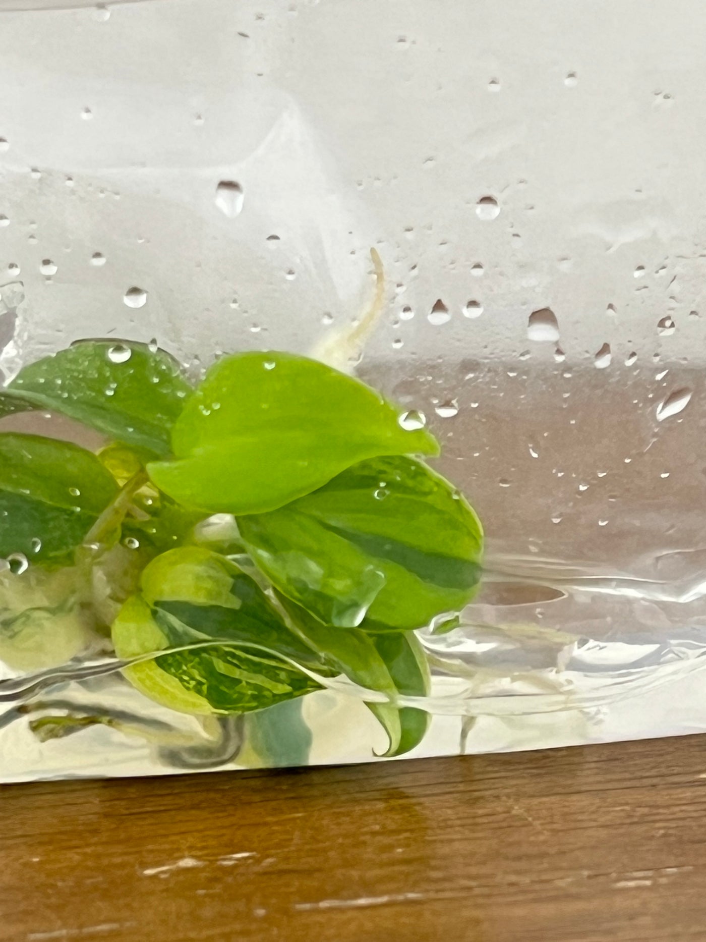 Philodendron (Bipennifolium) Violin Variegated Plantlets (1)