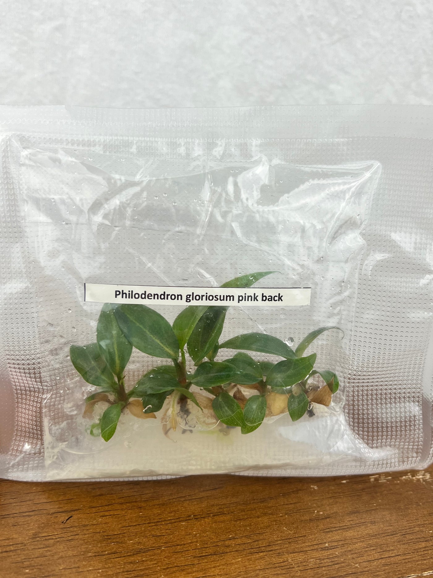 Philodendron Gloriosum- Pink Back Plantlets (5)
