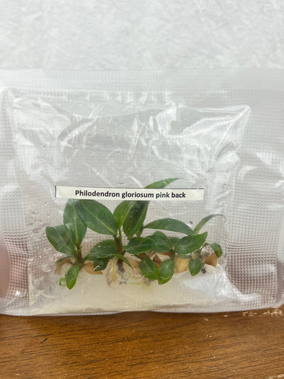Philodendron Gloriosum- Pink Back Plantlets (5)