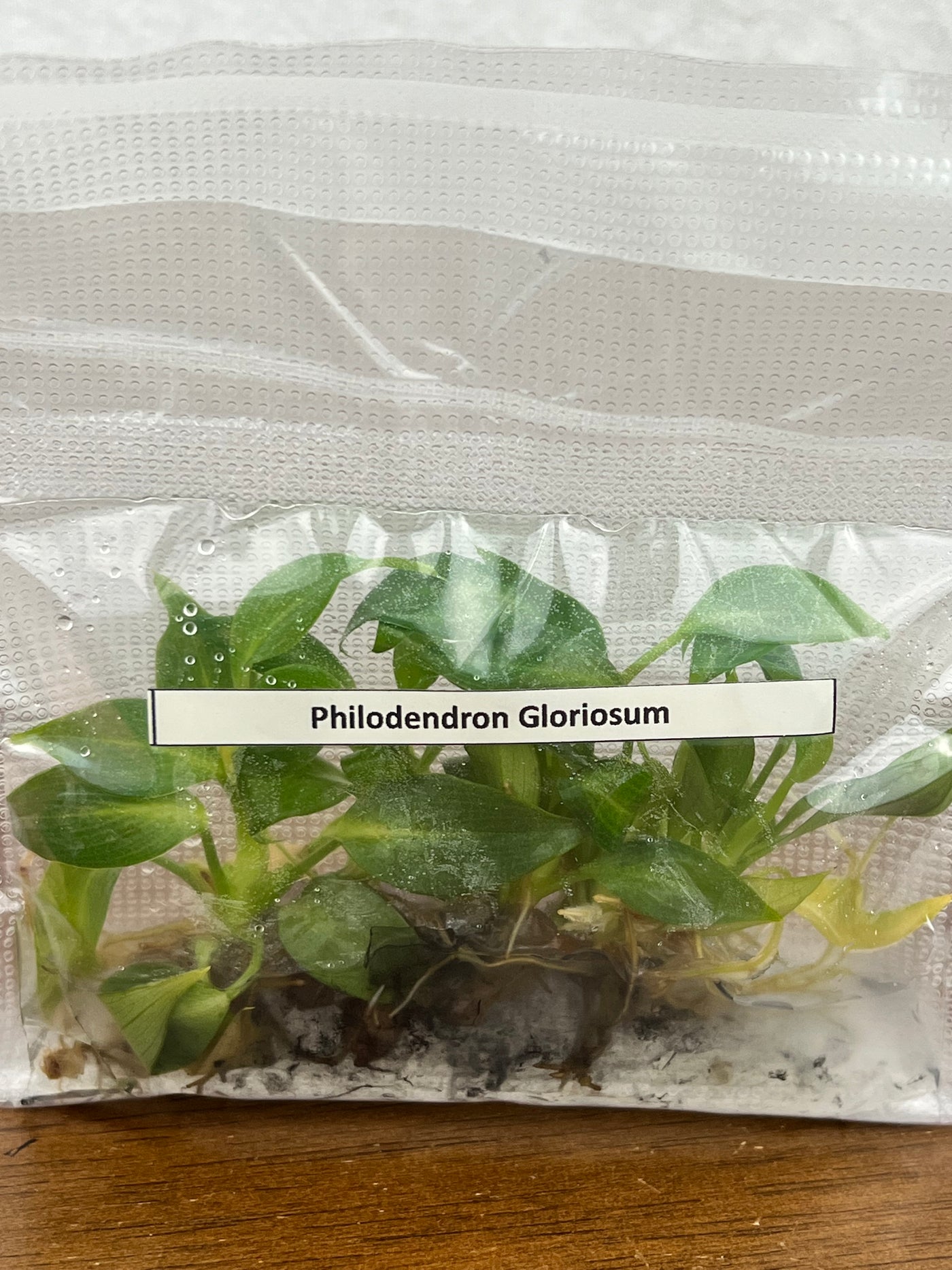 Philodendron Gloriosum Plantlets (5)