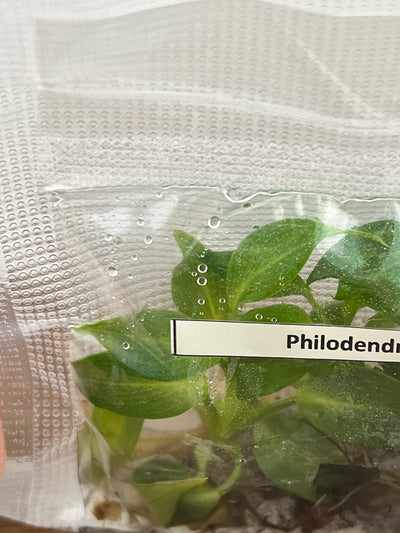 Philodendron Gloriosum Plantlets (5)