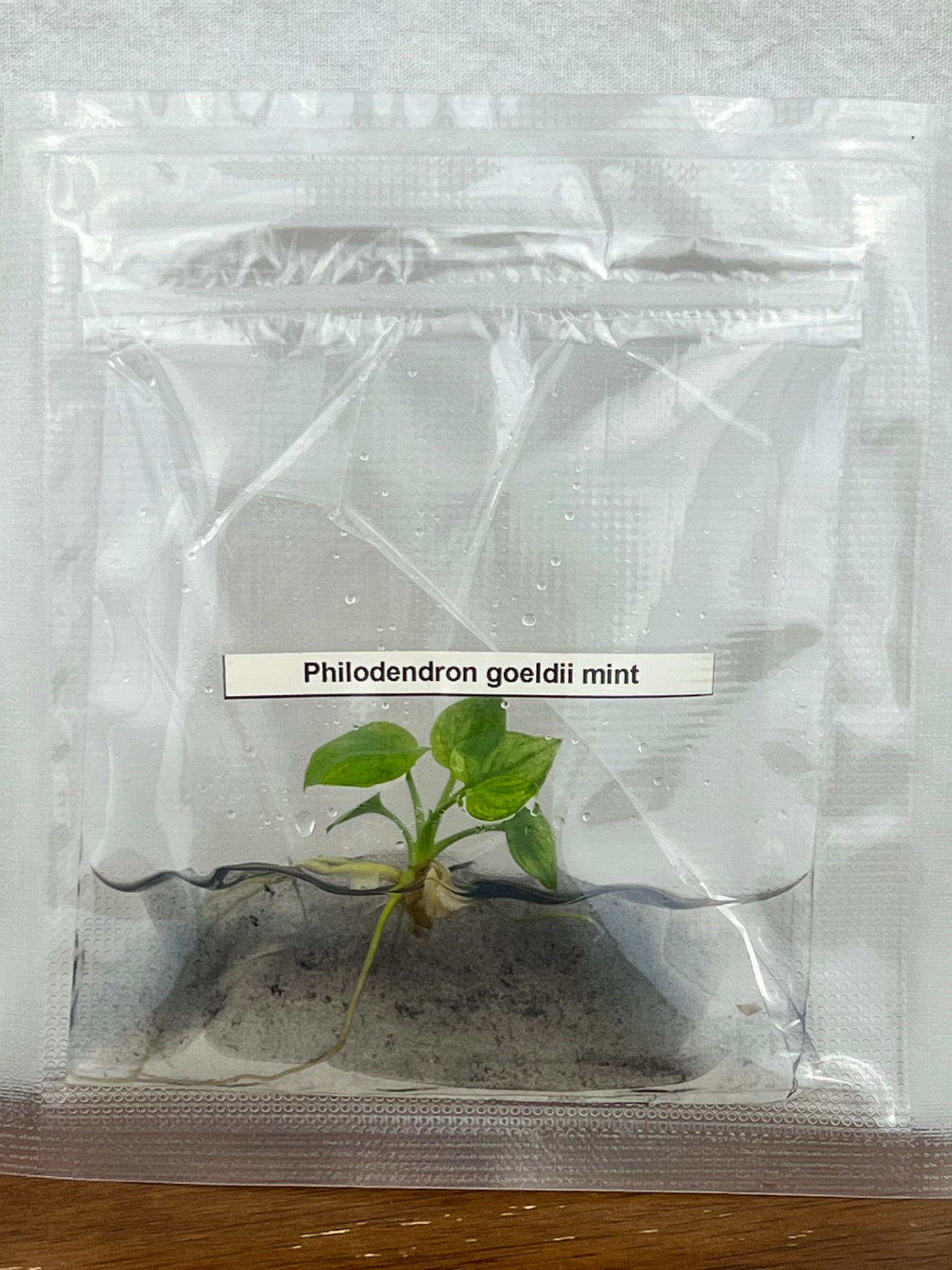 Philodendron Goeldii Mint Plantlet (1)