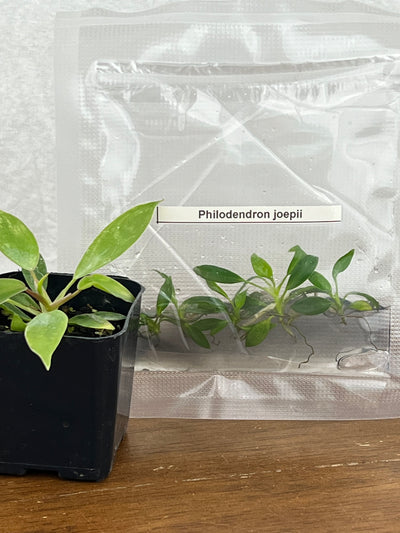 Philodendron Joepii Plantlet (5)