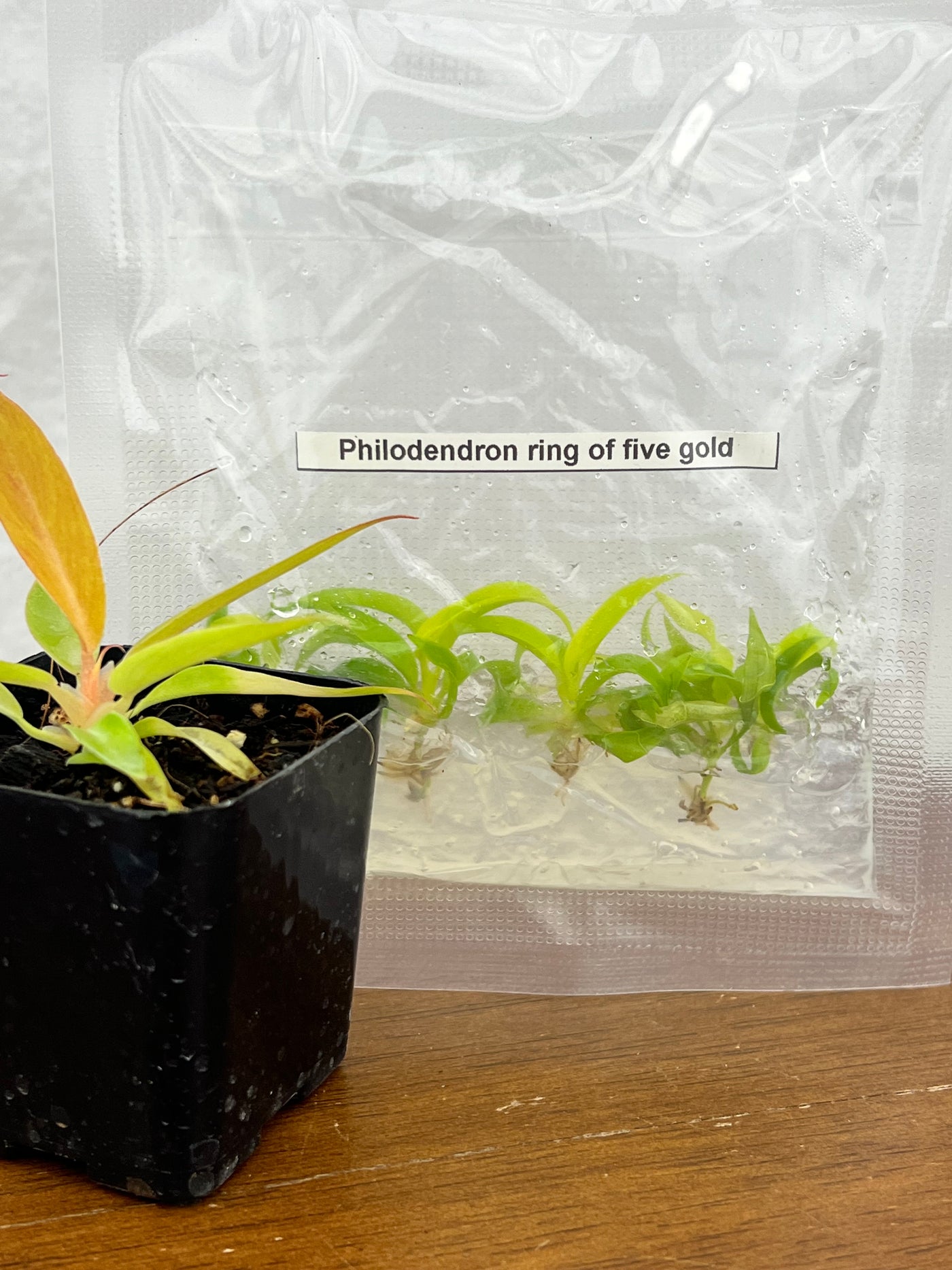 Philodendron Ring of Fire Gold Plantlet (5)
