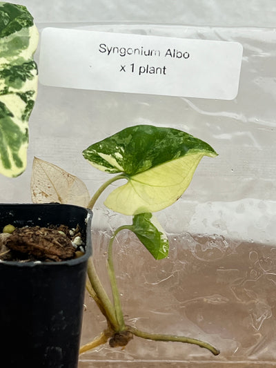 Syngonium Albo Plantlet (1)
