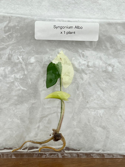 Syngonium Albo Plantlet (1)