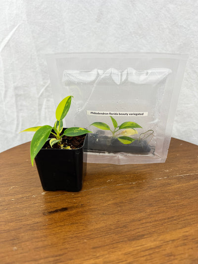 Philodendron Florida Beauty Plantlet (1)