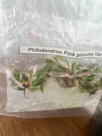 Philodendron Royal Flush Plantlets (4 Packs of 5)
