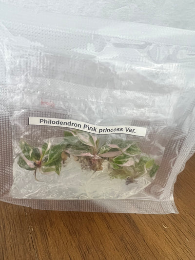 Philodendron Pink Princess Plantlets (5)