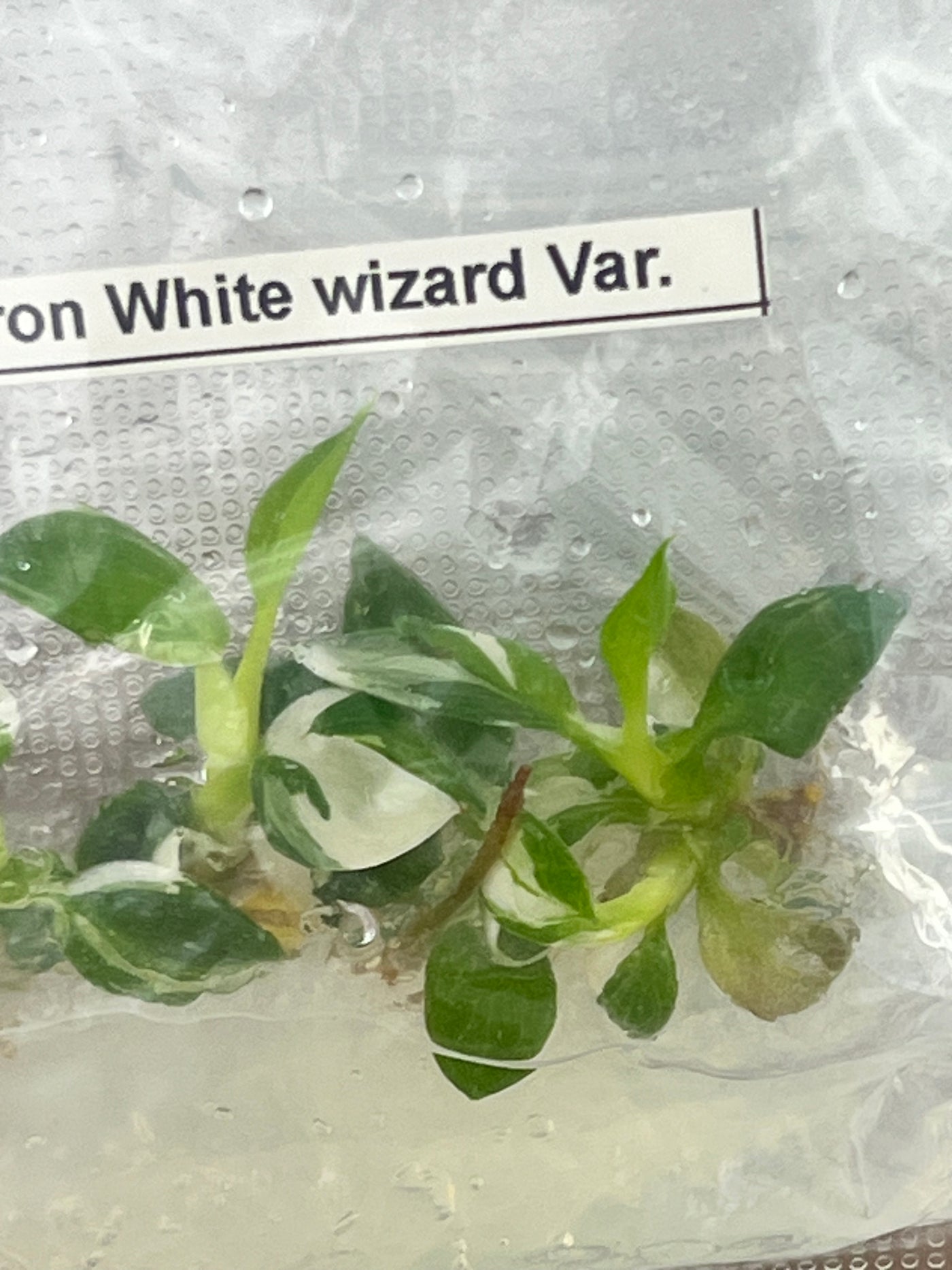Philodendron White Wizard Plantlets (5)