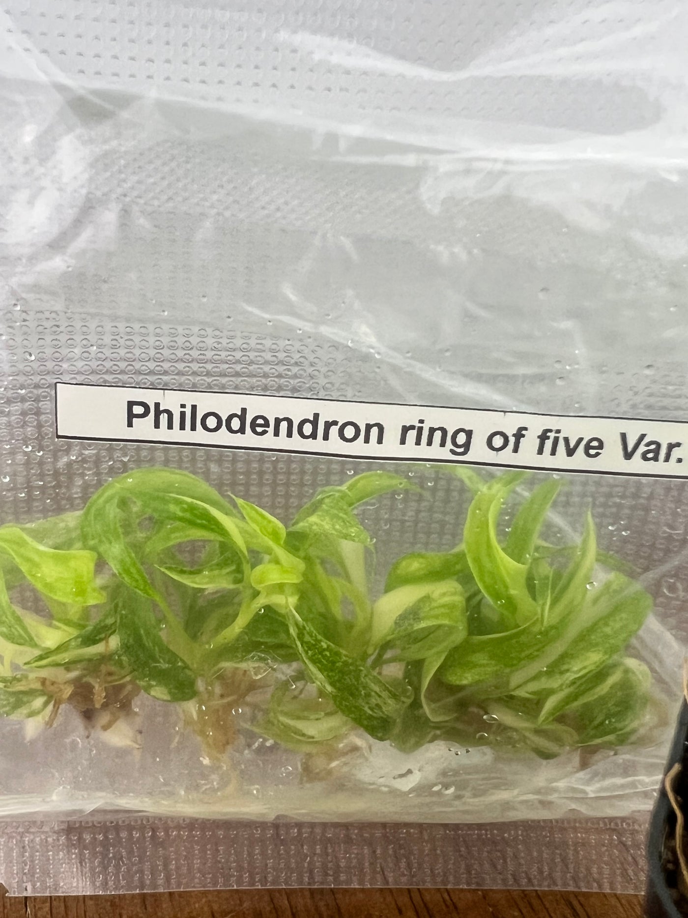 Philodendron Ring of Fire Plantlet (5)