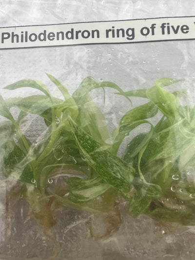 Philodendron Ring of Fire Plantlet (5)