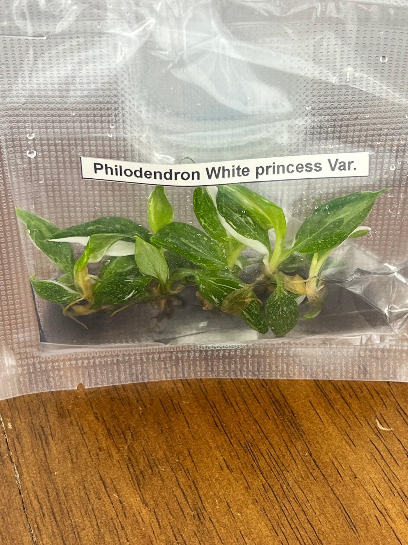 Philodendron White Princess Plantlets (5)