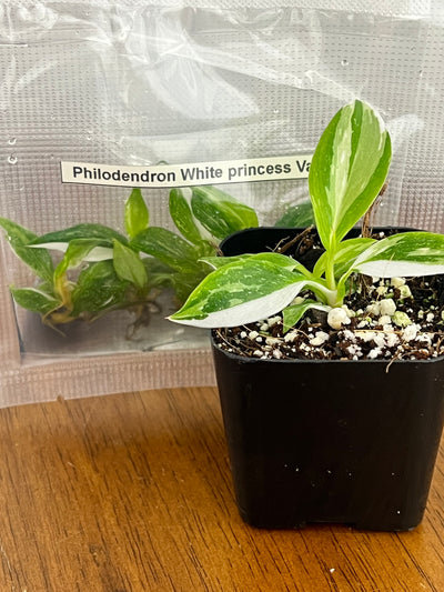 Philodendron White Princess Plantlets (5)
