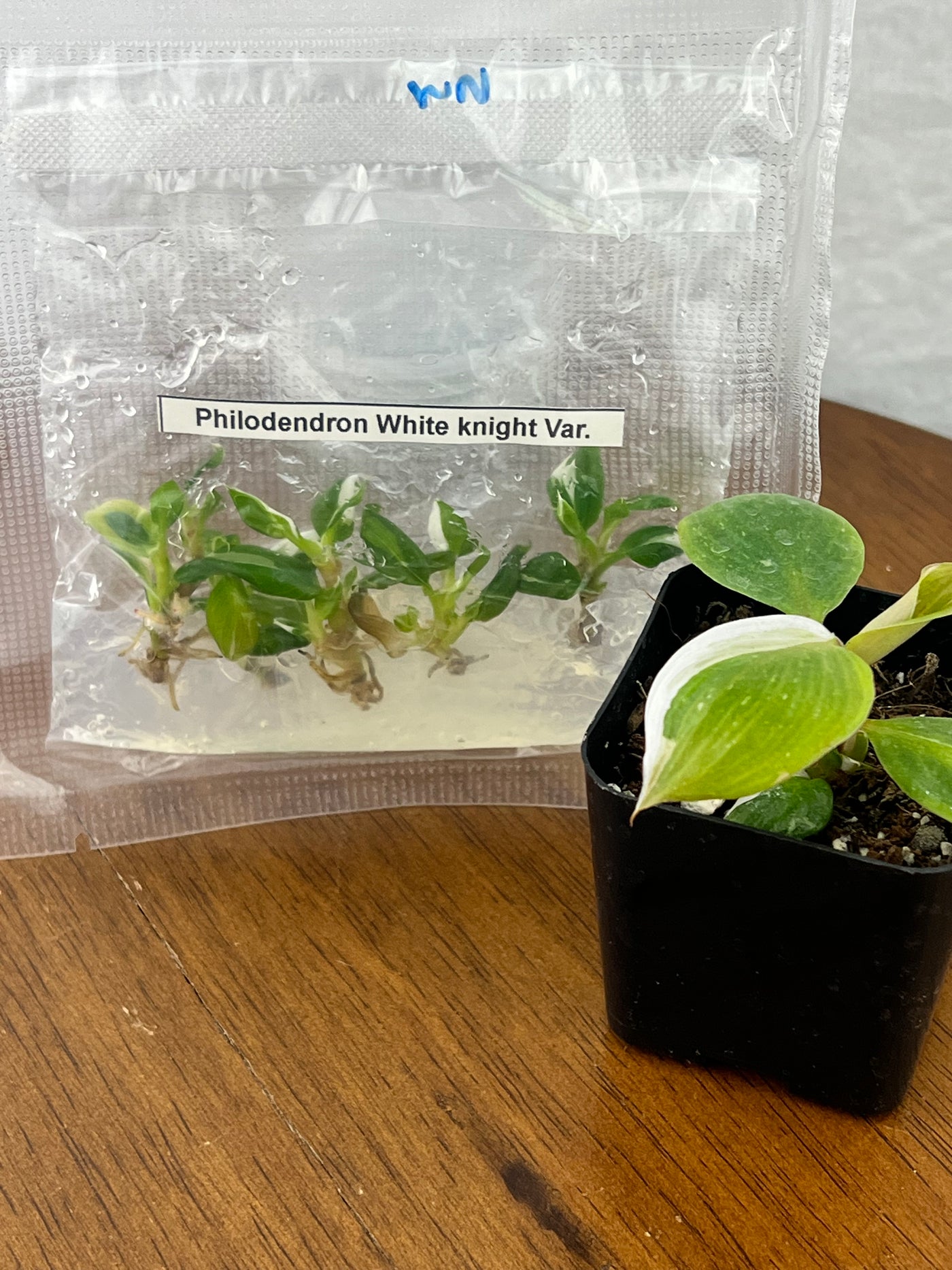Philodendron White Knight Plantlets (5)