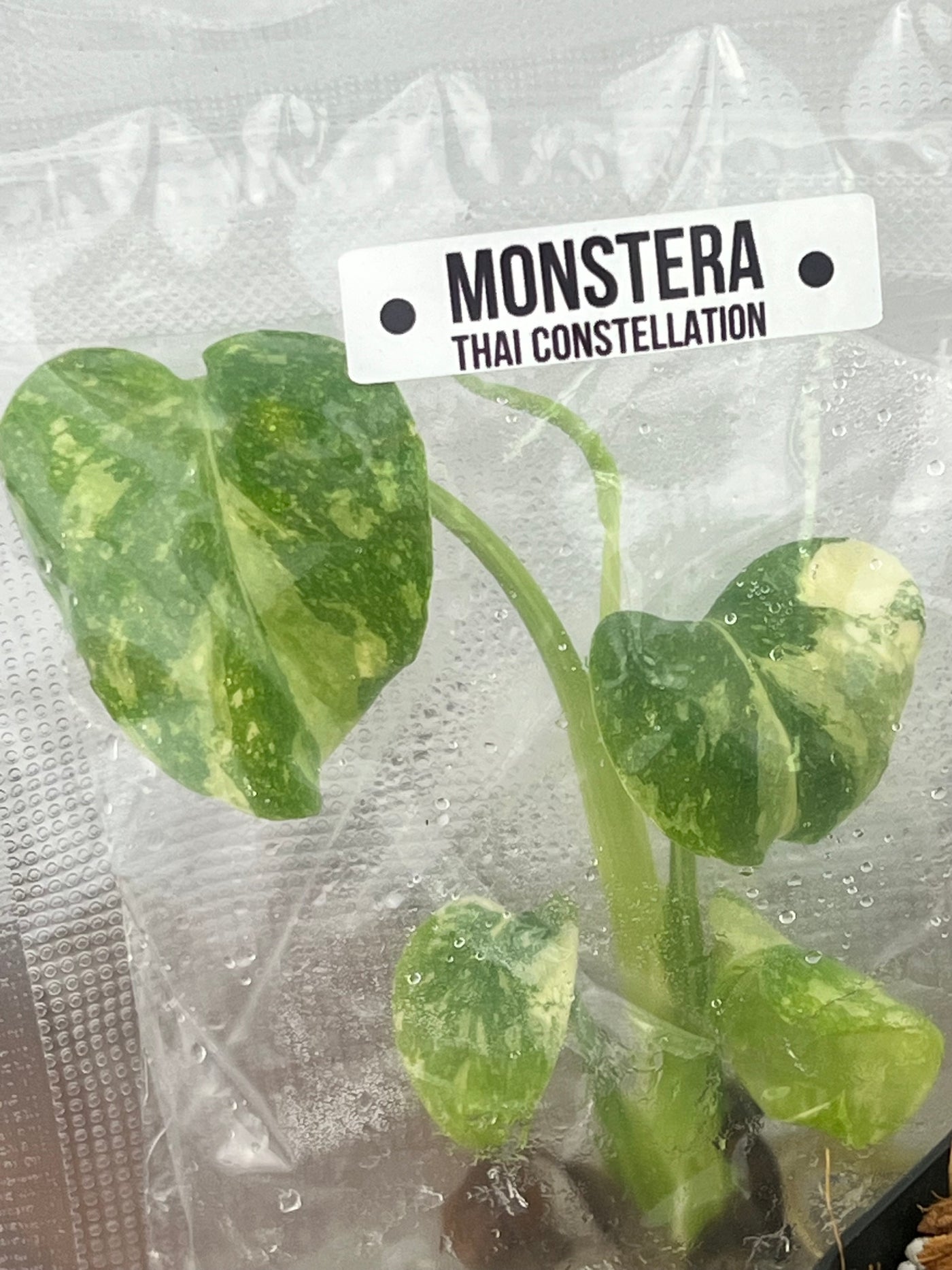 Monstera Thai Constellation Plantlet (1)