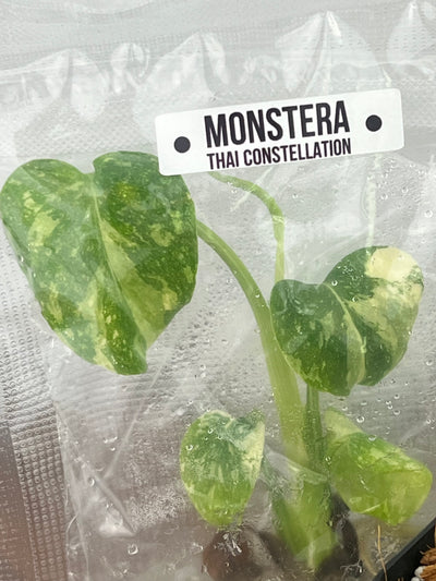 Monstera Thai Constellation Plantlets (4pk)