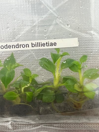 Philodendron Billietiae Plantlets (5)