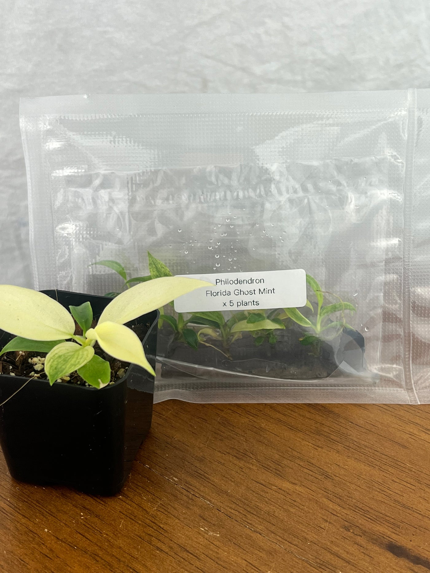 Philodendron Florida Ghost Plantlets (5)