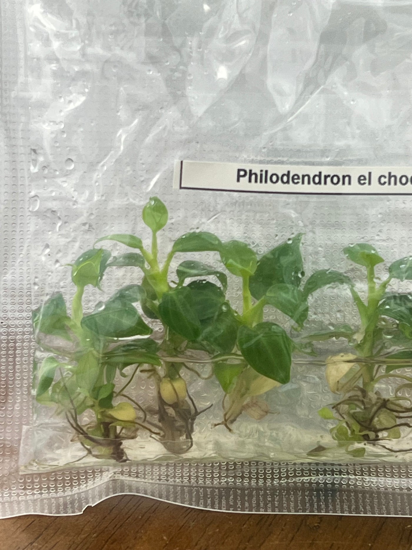 Philodendron El Choco Red Plantlets (5)