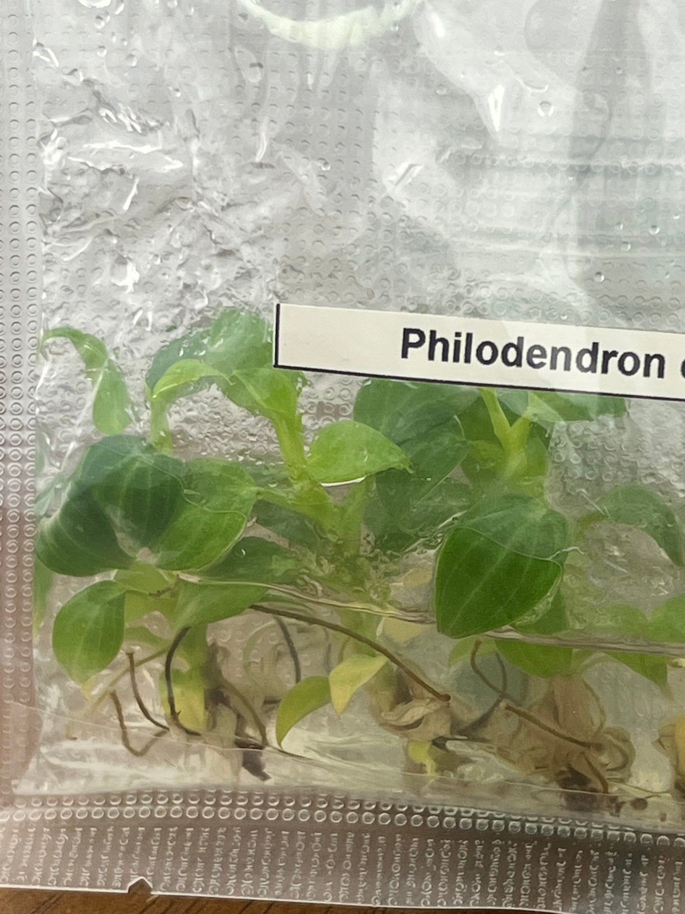 Philodendron El Choco Red Plantlets (5)