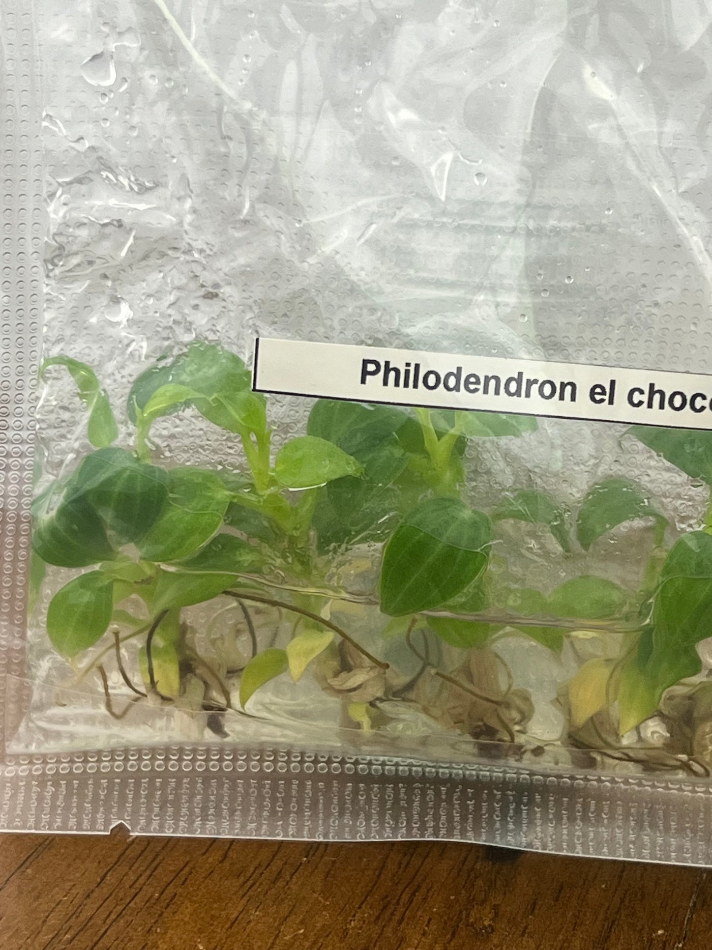 Philodendron El Choco Red Plantlets (5)