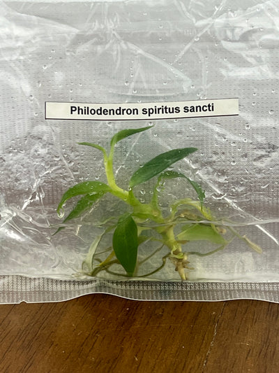 Philodendron Spiritus Sancti Plantlets (1)