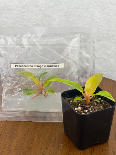 Philodendron Orange Marmalade  Plantlets (1)