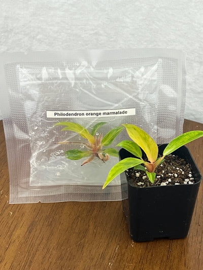 Philodendron Orange Marmalade  Plantlets (1)