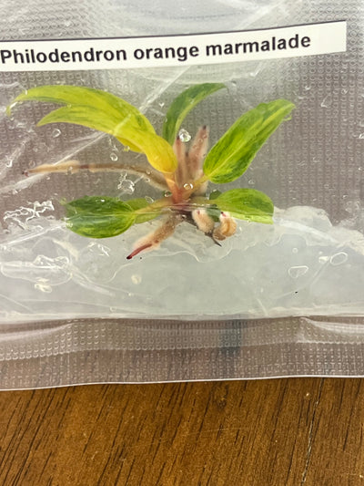 Philodendron Orange Marmalade  Plantlets (1)