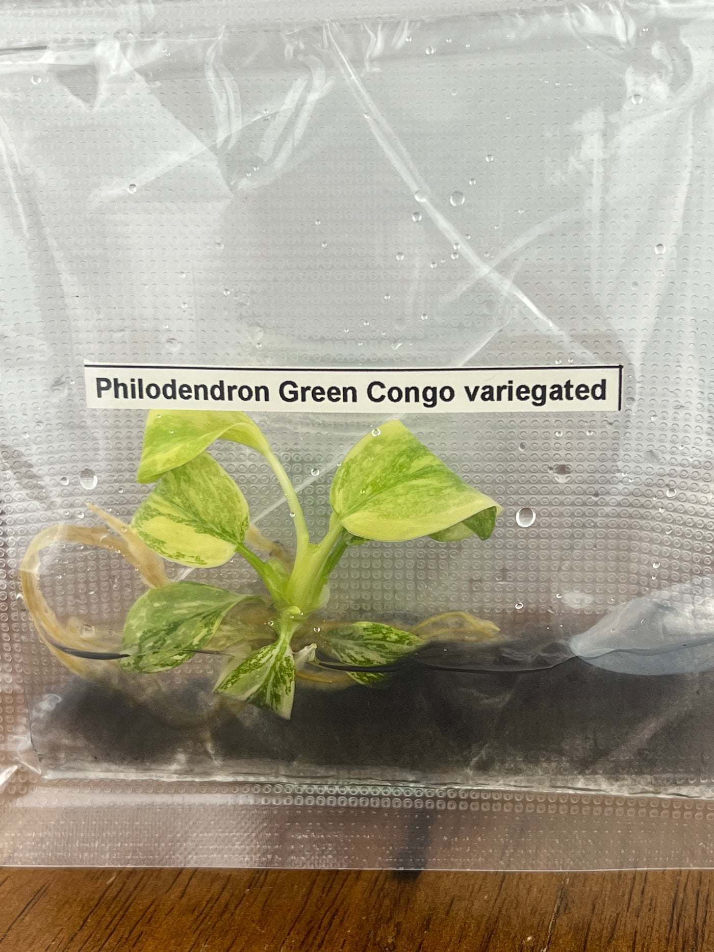 Philodendron Variegated Green Congo (Nuclear) Plantlet (1)