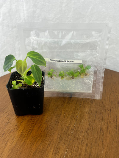 Philodendron Splendid (Verrucosum x Melanochrysum) Plantlets (5)