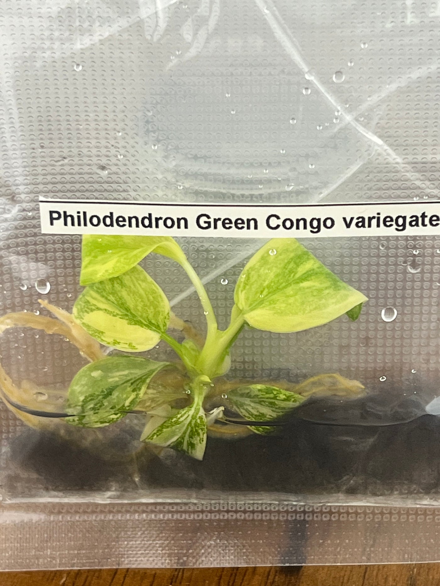 Philodendron Variegated Green Congo (Nuclear) Plantlet (1)