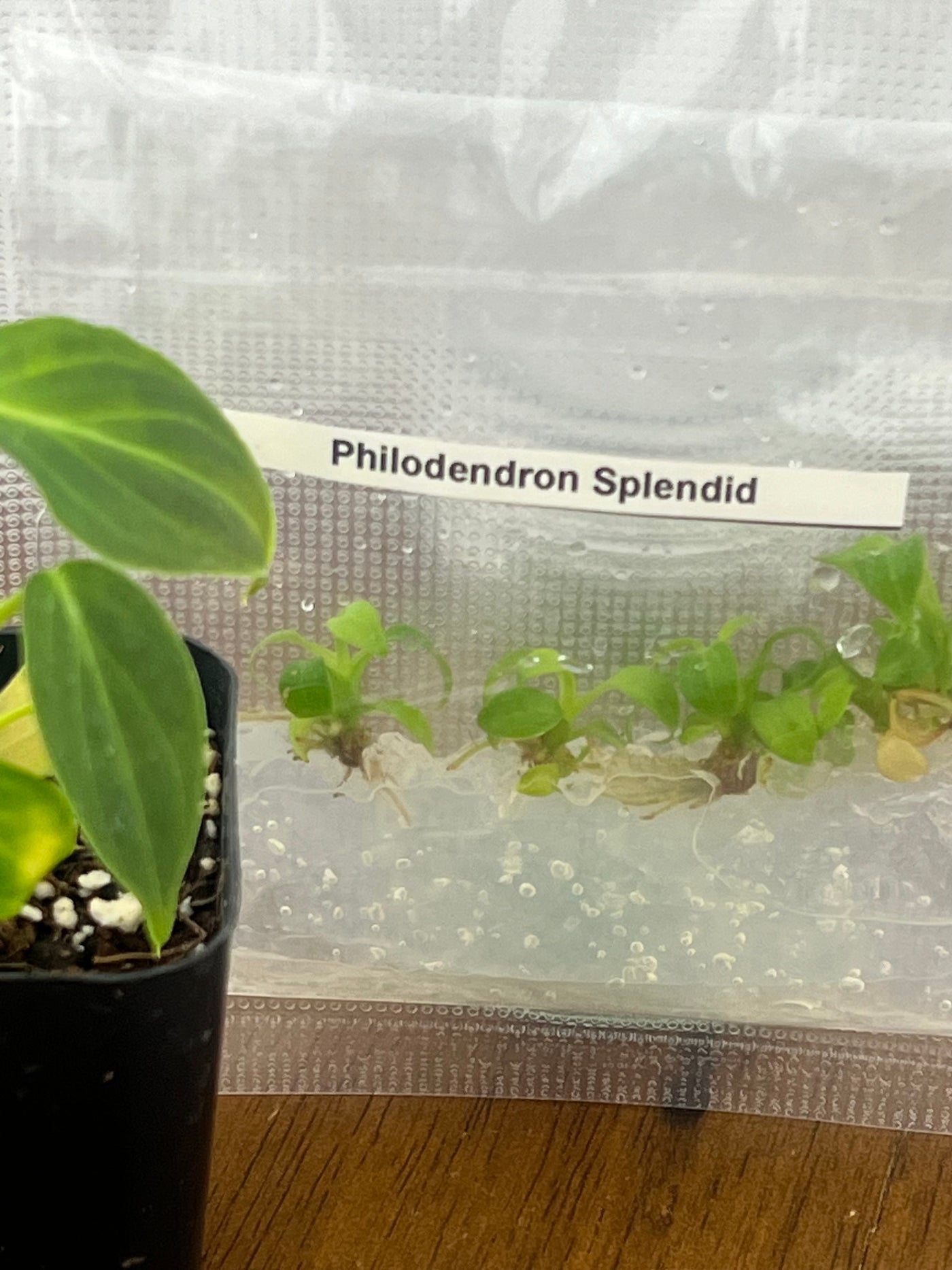 Philodendron Splendid (Verrucosum x Melanochrysum) Plantlets (5)