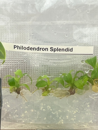 Philodendron Splendid (Verrucosum x Melanochrysum) Plantlets (5)