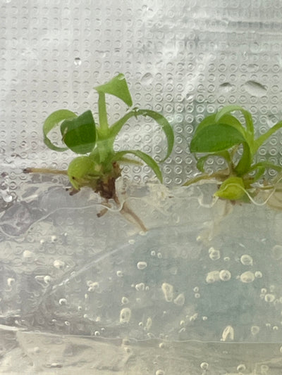 Philodendron Splendid (Verrucosum x Melanochrysum) Plantlets (5)