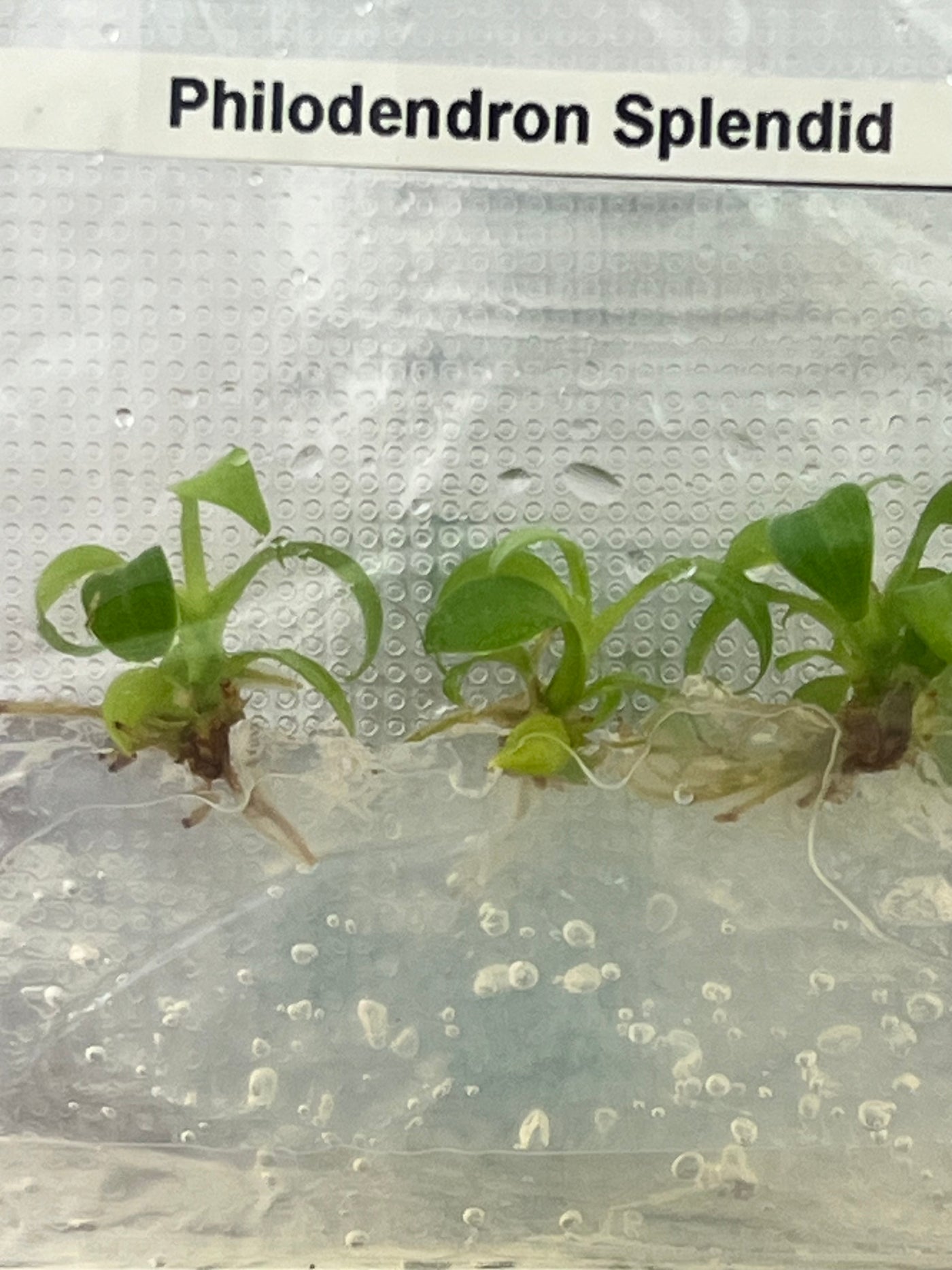 Philodendron Splendid (Verrucosum x Melanochrysum) Plantlets (5)