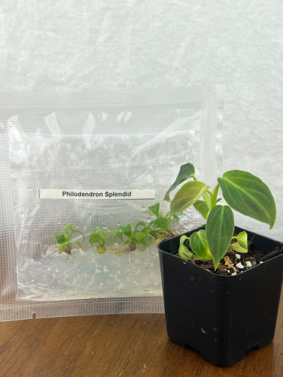 Philodendron Splendid (Verrucosum x Melanochrysum) Plantlets (5)
