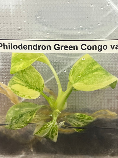 Philodendron Variegated Green Congo Plantlet (1)