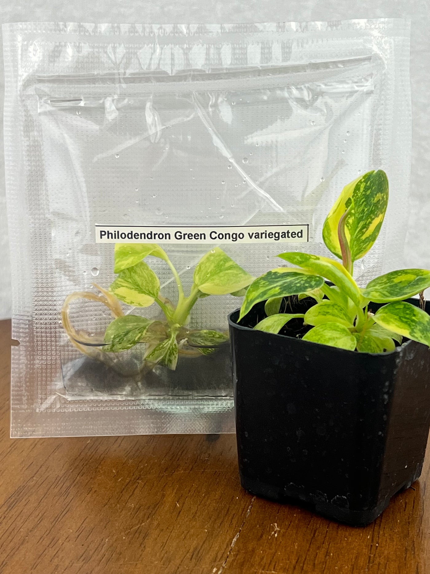 Philodendron Variegated Green Congo Plantlet (1)